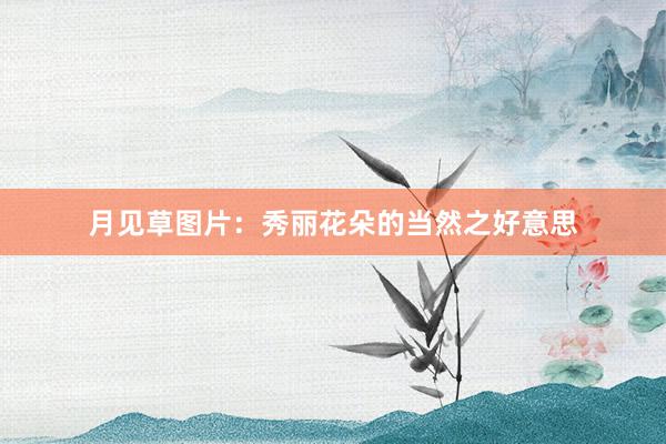 月见草图片：秀丽花朵的当然之好意思